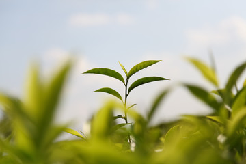Fototapeta na wymiar Teepflanze