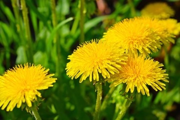 Beautiful yellow dandelion in the spring in the meadow.