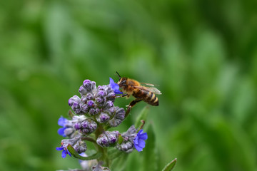 Bee gather pollen from a blue flower .