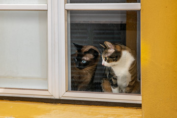 cats looking out the window