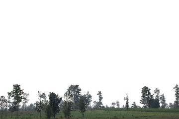 Fototapeta premium Tree isolated on white background.Clipping path.