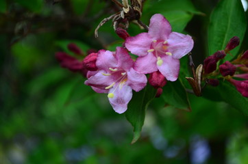 Obraz na płótnie Canvas delicate pink flowers of weigela on a bush