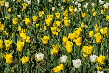 field of white and yellow tulips