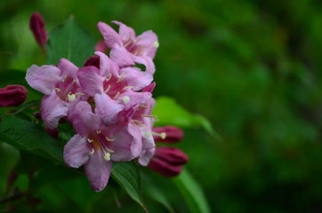 delicate pink flowers of weigela on a bush