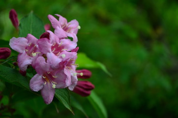 delicate pink flowers of weigela on a bush
