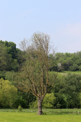Un arbre nu dans son pré