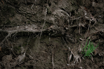 Texture of the roots of an old tree in the ground with green grass and cobwebs. Volume wallpaper