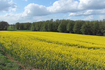 Obraz premium Rabsfeld