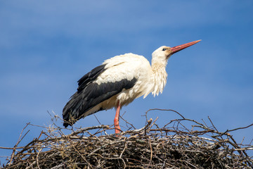 Stork in the nest