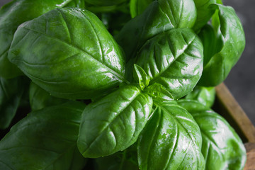 Fresh green basil on a dark background. Food background. Banch of flavorous basil