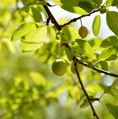 Fototapeta premium plums and leaves in plum tree