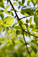 plums and leaves in plum tree