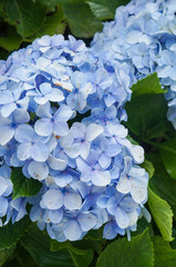 Blue Hydrangea (Hydrangea macrophylla) or Hortensia flower in Gramado, Rio Grande do Sul, Brazil 