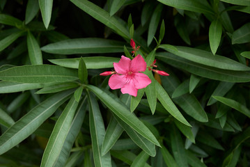 Nerium oleander