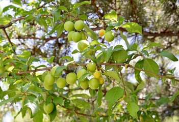 plums and leaves in plum tree