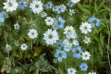 Nigella damascena