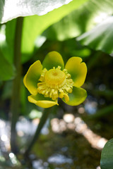 Nuphar advena