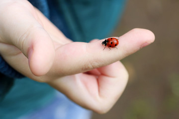 Ladybug on the child's finger