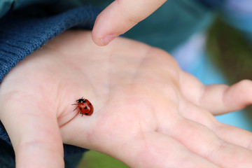 Ladybug on the child's palm