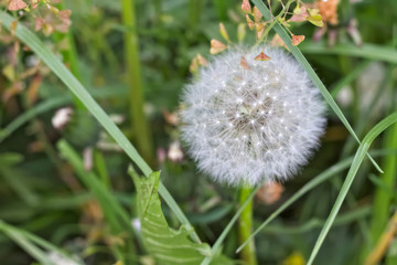 Close up photo of a dandelion against a blurred background of green grass.