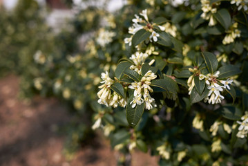 burkwood Osmanthus