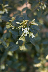 burkwood Osmanthus