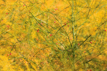 After Asparagus harvest in autumn yellow and green bushes are growing on the field with new red seeds buillding a web of fragile twigs
