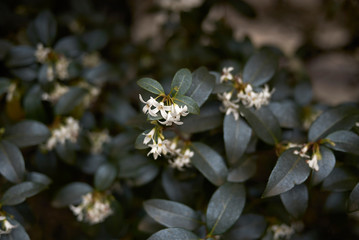 burkwood Osmanthus