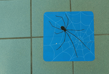 Spider on tile