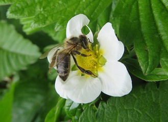 Bee on strawberry flower in the garden in spring, closeup