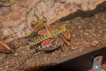 large insects