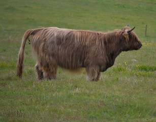 Hochlandrind