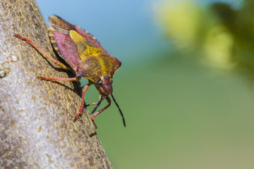 The beautiful macro shot of the alone little bug or the beetle on the branch or twig of willow on the background of blue sky