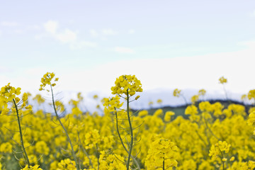 Reeds of yellow blooming raps.