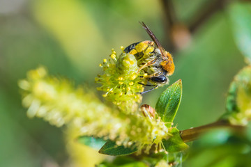 The beautiful macro shot of the alone little bee on the flowering branch of willow on the background of green