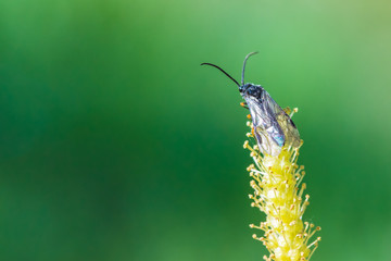The beautiful macro shot of the alone little fly on the flowering branch of willow on the...