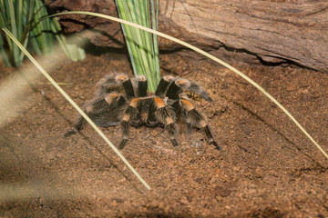 Spiders