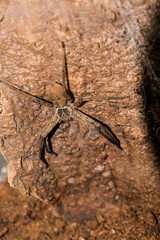 Spiders