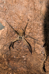 Spiders