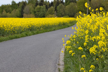 Grey concrete pathway through yellow field of blooming raps.