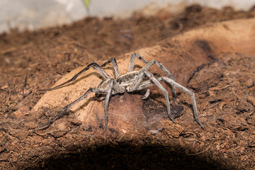 Spiders