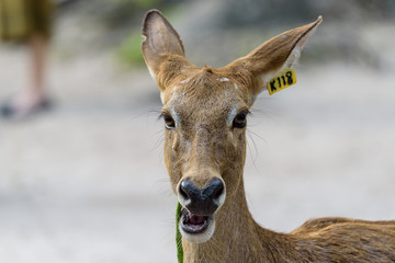 Antelope head with daylight