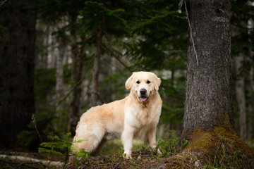 Beautiful and free dog breed golden retriever sitting outdoors in the green forest at sunset in spring