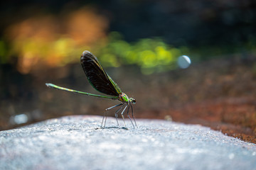 Portrait of damselfly - Chinese Greenwin (Neurobasis chinensis chinensis)