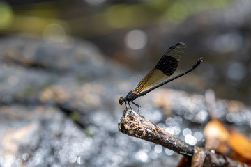 Portrait of damselfly - Black-banded Gossamerwing (Euphaea decorata)