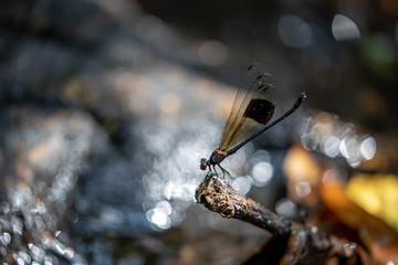 Portrait of damselfly - Black-banded Gossamerwing (Euphaea decorata)