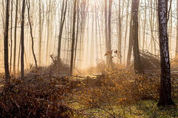 A misty morning in the autumn forest, light penetrates through the fog_