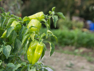 ripe green pepper on farm