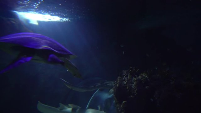 Close up of big sea turtle floating in big aquarium on background of sea animals. Portrait of big turtle bottom swimming on aquarium water