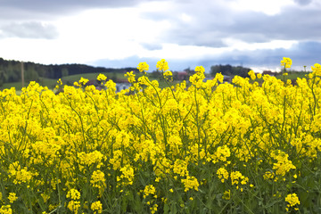 Obraz premium Yellow field of blooming raps.
